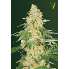 Семена конопли Super Extra Skunk (Super Skunk) Феминизированные Victory seeds